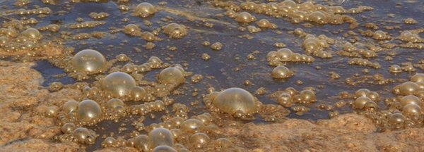 Sewage gas from sewage sludge
